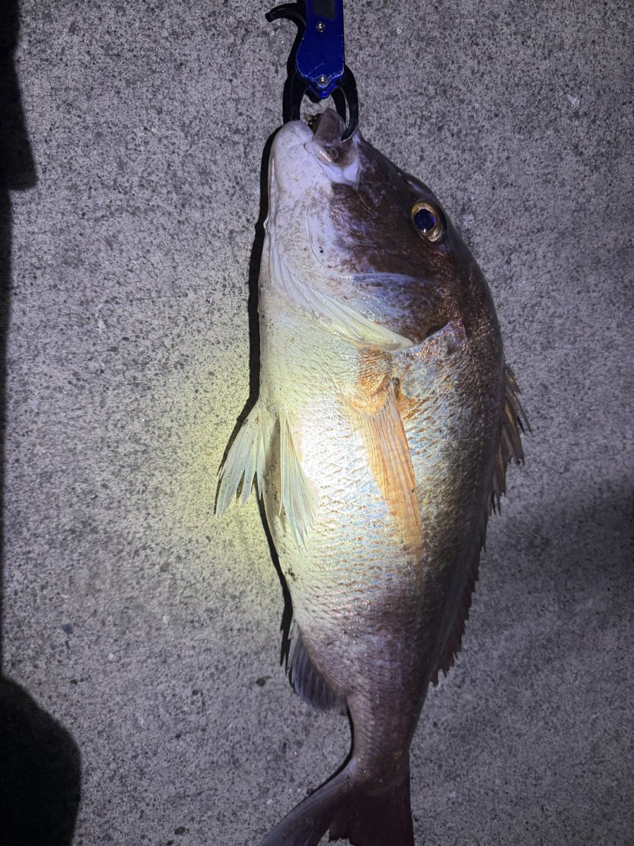 Healthy_son95's tweet photo. 今日も釣れたよって事で報告〜
夜な夜な隣でシーバス釣れてて
俺もシーバス狙おって思ったら
まさかの真鯛！最高に引いて楽しかった
60cm 2.7kg https://t.co/4G3BB6k5AW
