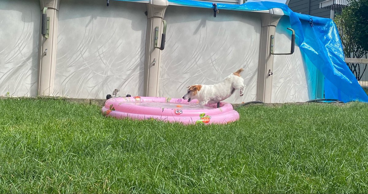 DaisyMaeJack's tweet photo. Happy Friyay frens! Look at dis action shot! I hope to be doing lotsa pool ball dis weekend. Lotsa frens still have super heat! Stay cool frens and enjoy! 🐾♥️ #friday #weekendvibes #poolball #hotdogsummmer #ballislife #dogsofX https://t.co/8OQ5TWDRmO