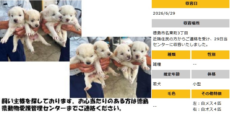 doubutukyushutu's tweet photo. #徳島 #迷子犬
▼6/29収容　若犬　左：白♀４匹、右：白♂４匹
徳島市名東町3丁目　にて
▼飼い主さん、お心あたりある方、至急ご連絡を！
命にきちんと向き合い、守ってほしい　殺処分は廃止！ https://t.co/cJD53lhtql
