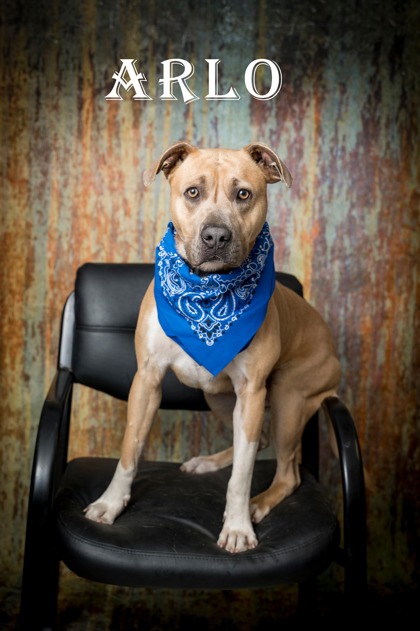 CityofNMB's tweet photo. This sweet boy has a very loving and affectionate side. Arlo will thrive with an adopter who can continue providing patience, encouragement, and positive experiences.

Arlo is Heartworm positive and will be treated through HSNMB.

Meet: 843-249-4948
Apply: https://t.co/dQIJK2MHt5 https://t.co/2UJfoSqcDK