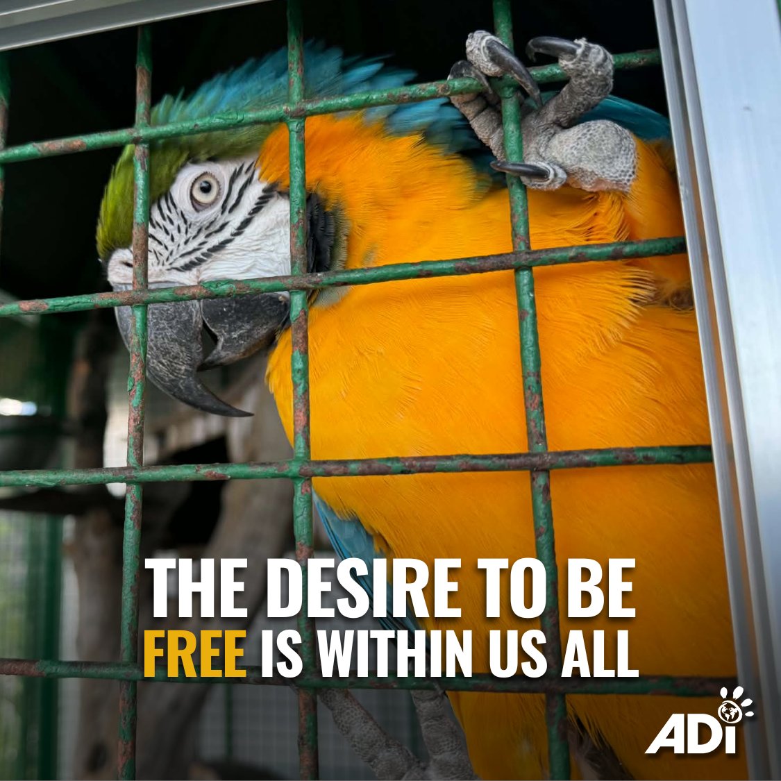 AnimalDefenders's tweet photo. #BornToBeWild #EmptyTheCages #BeTheirVoice https://t.co/zIs6bzbhaI