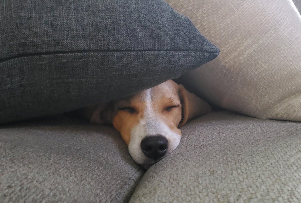 BeagleBrigadeGA's tweet photo. @beaglefacts @MWBeagleRescue @DoubtingHarley Confirmed! ❤️ https://t.co/Qzvl9Ug0oA