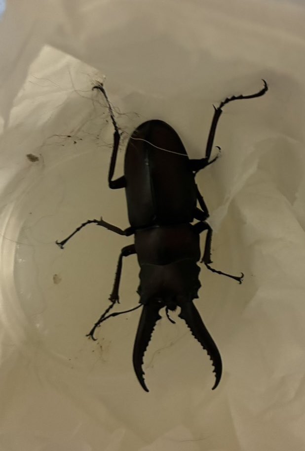 STITCH087ALOHA's tweet photo. わろた

またオスのクワガタきたwww
またおとさん クワガタひろてきた
逃がしたんか言うて連れてきたらしいww
逃がしとらん、飼ってるww
3匹目wうぇwwwww

この子はなんか茶色 黒くない

なんなん うちクワガタ保護施設なん？ https://t.co/whiImAIWoY