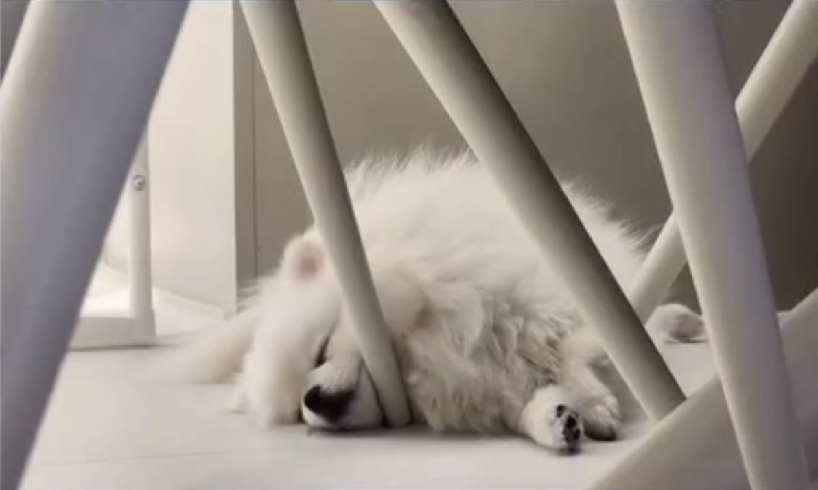 hwvnxx's tweet photo. Mission: Show an unreleased photo of Candy.

🐮: I recently found one of my favorite photos of Candy.

Q: Please show her off.

🐮: Candy is super energetic. She’s the cutest when she’s sleeping and she’s adorable when she’s awake too, but she’s so fast that you can barely even see her.

Q: Is Candy a “Flame Candy” too?

🐮: Candy’s more like lightning than flames. She’s Lightning Candy, while I’m Flame Junghwan. If you want to get a good look at Candy with your own eyes, you’ll have to sneak a peek while she’s fast asleep.

Lightning candy so cuteeee ㅋㅋㅋㅋ ⚡️🐶