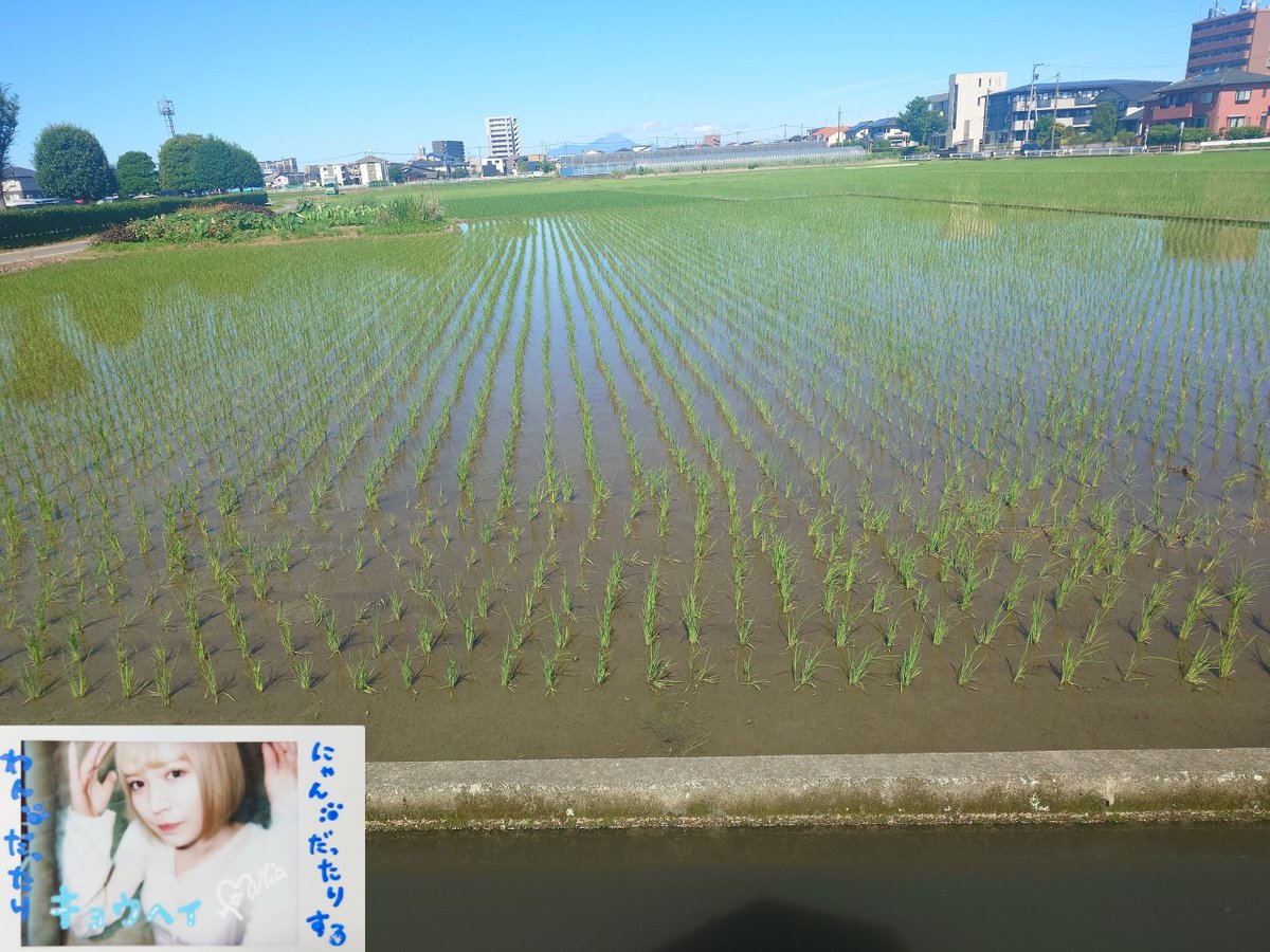 rlapnp's tweet photo. 田んぼタウン
#まりてん野菜生活 https://t.co/9nmtMw1uSs