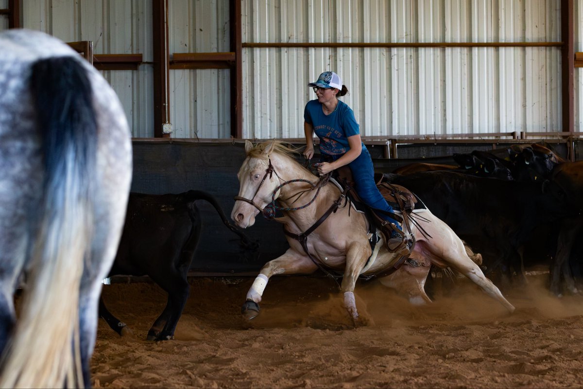 WP_Problem's tweet photo. I think I’ve definitely done dumber things, but taking my green cowhorse to the NRCHA Hackamore Classic when I’ve only shown him down the fence 3 times and NEVER shown him in the herdwork is higher up on the list than I’d like to admit. It’s also my very first NRCHA show, yolo ✌🏼 https://t.co/rKmc9hahPn
