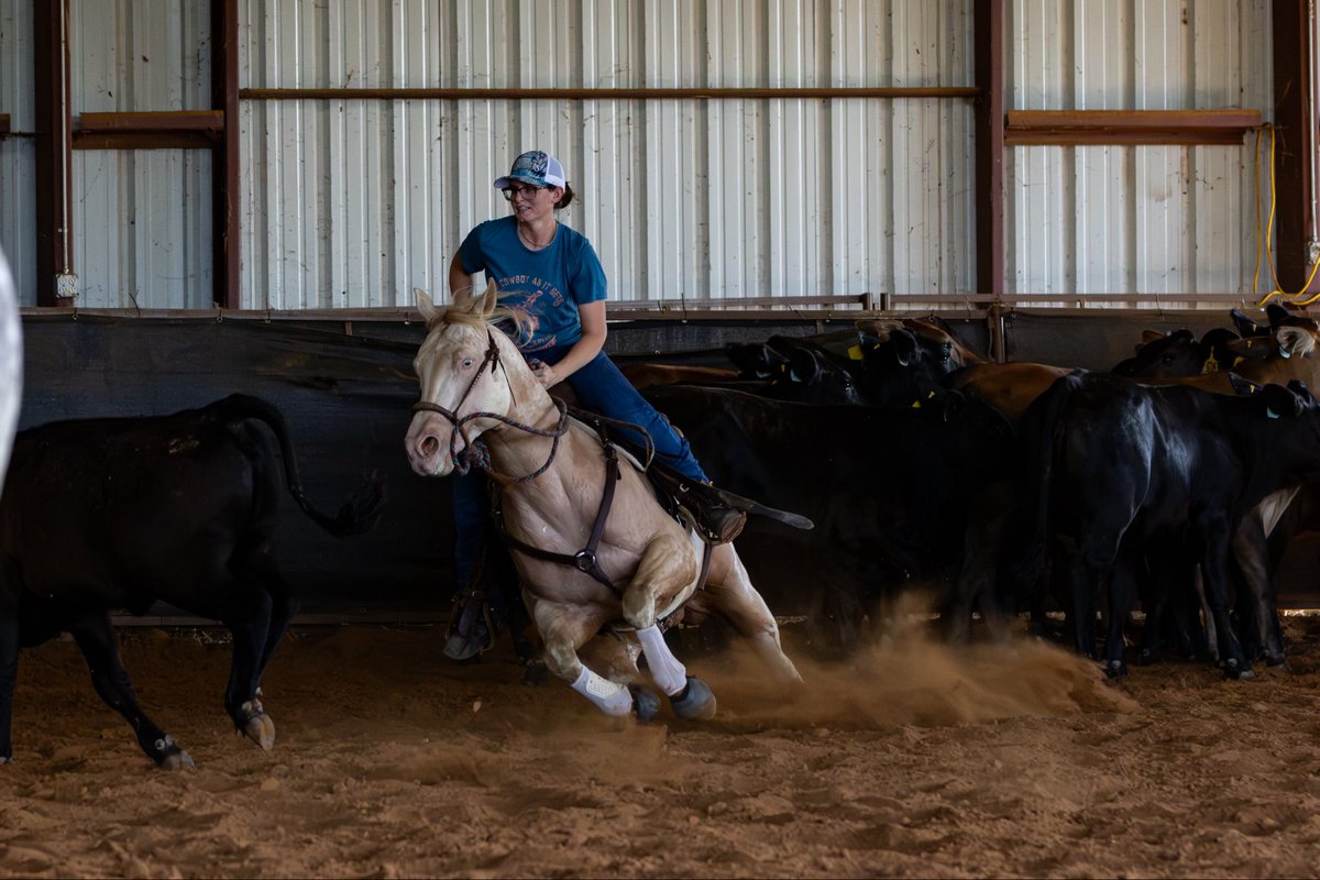 WP_Problem's tweet photo. I think I’ve definitely done dumber things, but taking my green cowhorse to the NRCHA Hackamore Classic when I’ve only shown him down the fence 3 times and NEVER shown him in the herdwork is higher up on the list than I’d like to admit. It’s also my very first NRCHA show, yolo ✌🏼 https://t.co/rKmc9hahPn