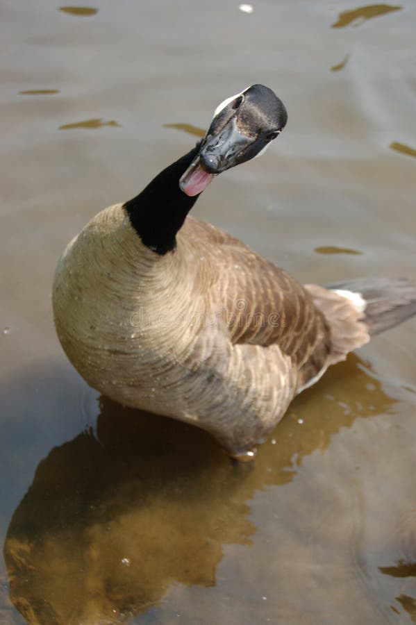 Vextechatlas's tweet photo. Today's creator as a bird is bannerfall bek!! As a...🥁 Canadian goose! When they grow up, some Female geese often seek to nest and live in the same area where they themselves were raised and hatched!

#bekyamon https://t.co/9j6MpDjAHo