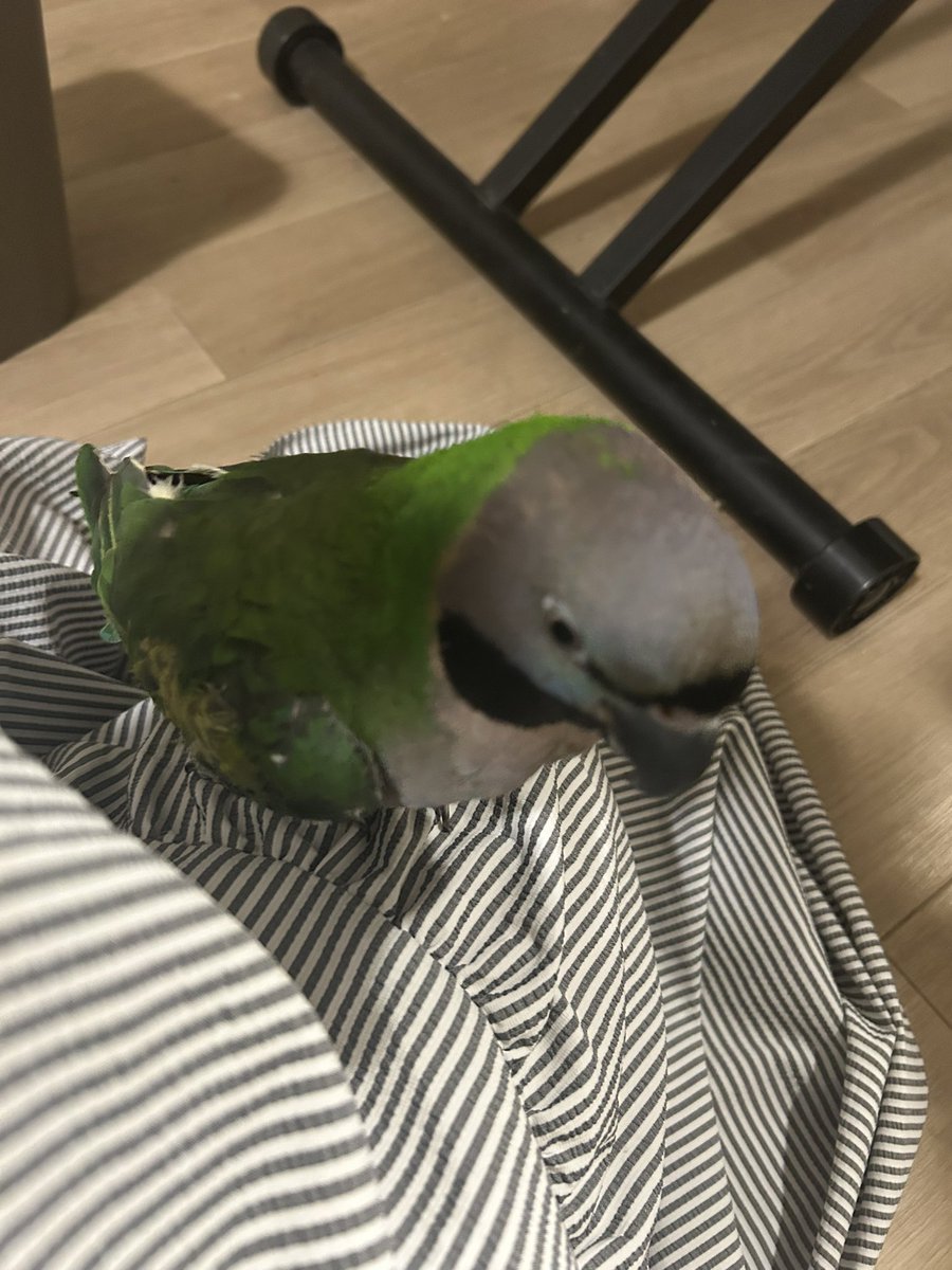 torinos_bird's tweet photo. うちの子はツンデレなので追いかけると逃げますが追いかけるのをやめると最終的に膝に乗ってきます。
#オオダルマインコ https://t.co/ofg3pgqod2