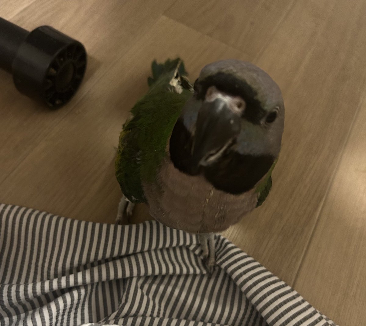 torinos_bird's tweet photo. うちの子はツンデレなので追いかけると逃げますが追いかけるのをやめると最終的に膝に乗ってきます。
#オオダルマインコ https://t.co/ofg3pgqod2