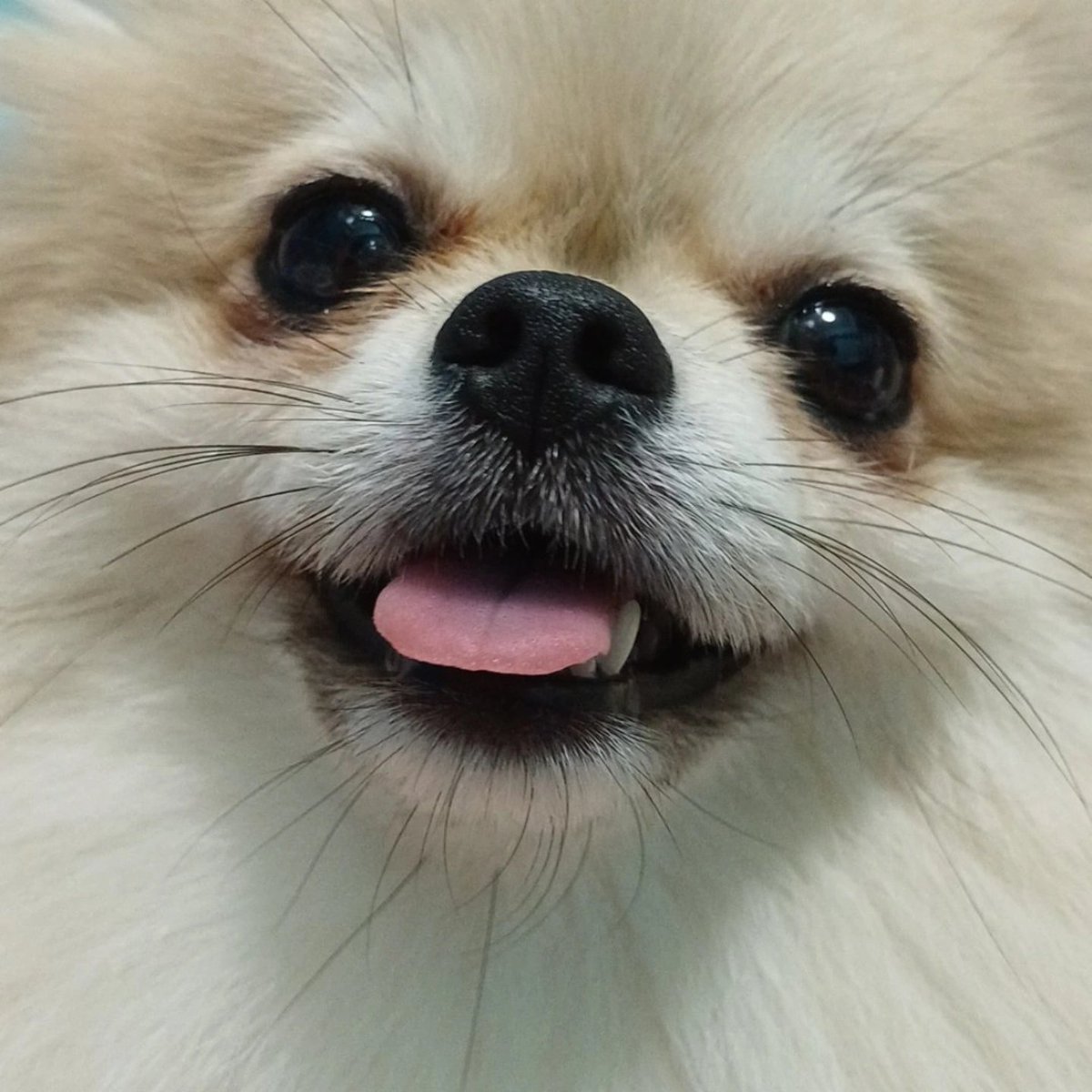 sarayip3's tweet photo. wewe(now my girl) + lucky&amp;mimi(pass way at 2015&amp;2018)
🥹😭😭
i miss my boy and girl https://t.co/KpB6U3903d