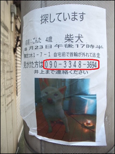 waga8864kana's tweet photo. #犬や猫を愛する多くのXユーザーの情報拡散を求む

#迷い柴犬のごんた

#令和7年8月23日17時半

#東京都葛飾区東四つ木

#似ている子の面倒を見ている方は早急なご連絡を https://t.co/cNFANrACZm