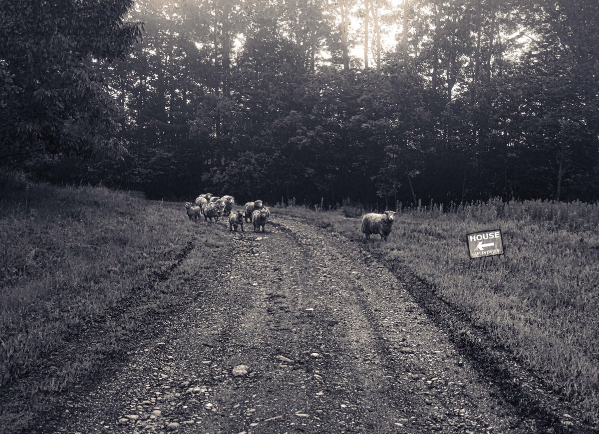fotogosaurus's tweet photo. flock in the road https://t.co/BosgfVGzKQ #VT #Vermont #NewEngland #Flock #BabydollSheep #Sheep #earlyAM #EarlyMorning #BNW #BW #BlackAndWhite #BlackAndWhitePhoto #BlackAndWhitePhotography #Think #moment #reflection #TiesThatBind #together #Family #wonder #remember #Cycles #Canon https://t.co/glWYh4Jtcn