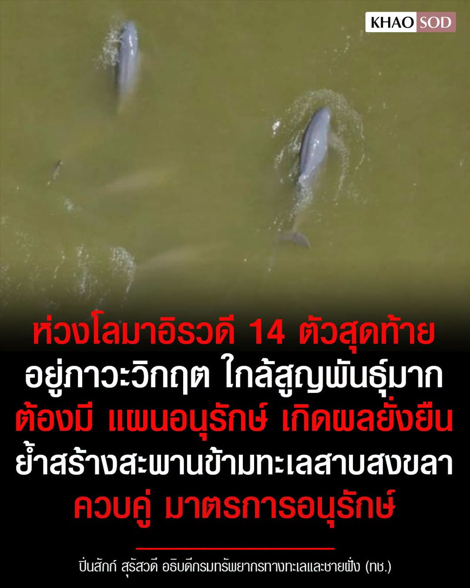 TarotYouuuu's tweet photo. มึง ช่วยกันแชร์เรื่องนี้ออกไป โลมาอิรวดี ตอนนี้เหลือแค่ 14 ตัวเท่านั้น ใกล้จะสูญพันธุ์แล้ว ถ้ารัฐบาลยังคิดจะสร้างสะพานข้ามทะเลสาบสงขลา ต้องได้หายสาบสูญไปแน่นอน  อย่าปล่อยให้เรื่องนี้เงียบไปนะครับ !!!!!

#โหนกระแส https://t.co/eiaDJlJDEF