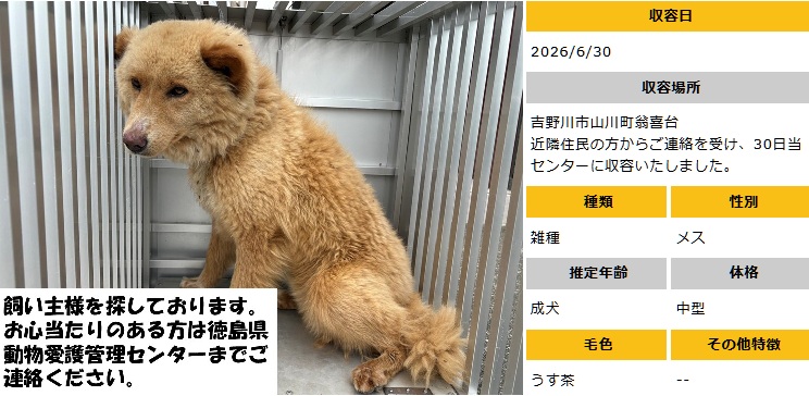 doubutukyushutu's tweet photo. #徳島 #迷子犬
▼6/30収容　成犬♀うす茶　中型
吉野川市山川町翁喜台　にて
▼飼い主さん、お心あたりある方、至急ご連絡を！
命にきちんと向き合い、守ってほしい　殺処分は廃止！ https://t.co/6lTCvICKUv