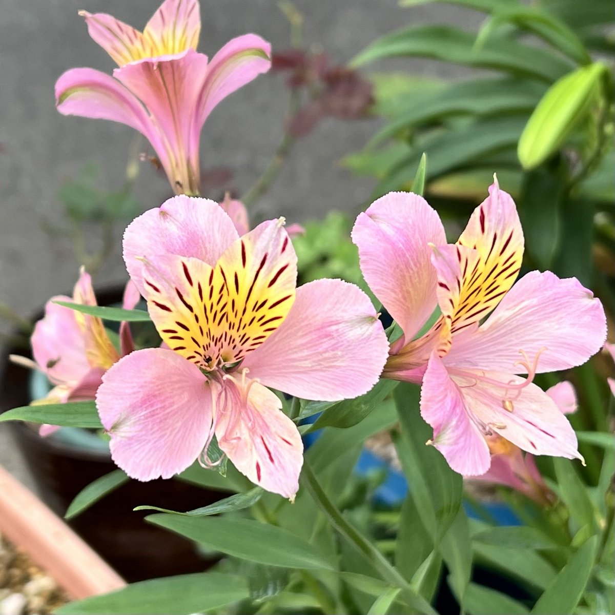 Saturday, July 11, 2026 Good morning (⁎ᵕᴗᵕ⁎) Have a happy time