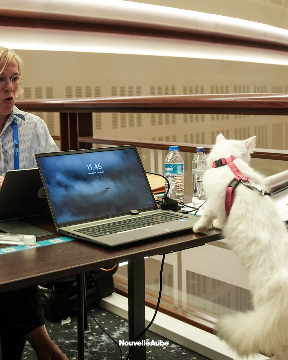nouvelleaubefr's tweet photo. Les représentants de médias locaux et étrangers, installé à la Bibliothèque nationale présidentielle à l'occasion du sommet de l'#OTAN, ont été accueillis par les #chats d’#Ankara du complexe présidentiel. https://t.co/BoVcBPVIkz