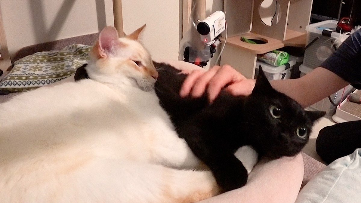 minnano_zoo_ntv's tweet photo. 【9/6(日)譲渡会 参加予定！】🐈🐈‍⬛

ダーリンハニー 長嶋さんが預かる
兄妹猫「とんとこアメ＆キャンディー」の
譲渡会が9月6日（日）に開催！🎉

おもちゃもブラシも大好きで、
ベッドの上でなでなですると、
うっとり気持ちよさそうにする2匹☺️

譲渡会の面会予約は、保護施設 #サクラの輪 の問い合わせフォームをご確認下さい！
https://t.co/B2EcZXs32D