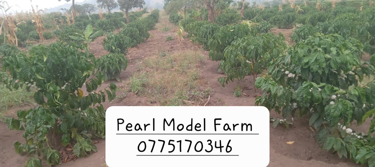 TaddewoS's tweet photo. In journalism, we've the 5Ws+H. I've realised the same applies in farming especially on fertilisers. This coffee made a year in April. No rain since June. Not irrigated/ watered! Those saying CWDr/ KR varieties can't withstand the dry spell, #CutTheCrap. Farming is science. https://t.co/t8oRbTv9V3