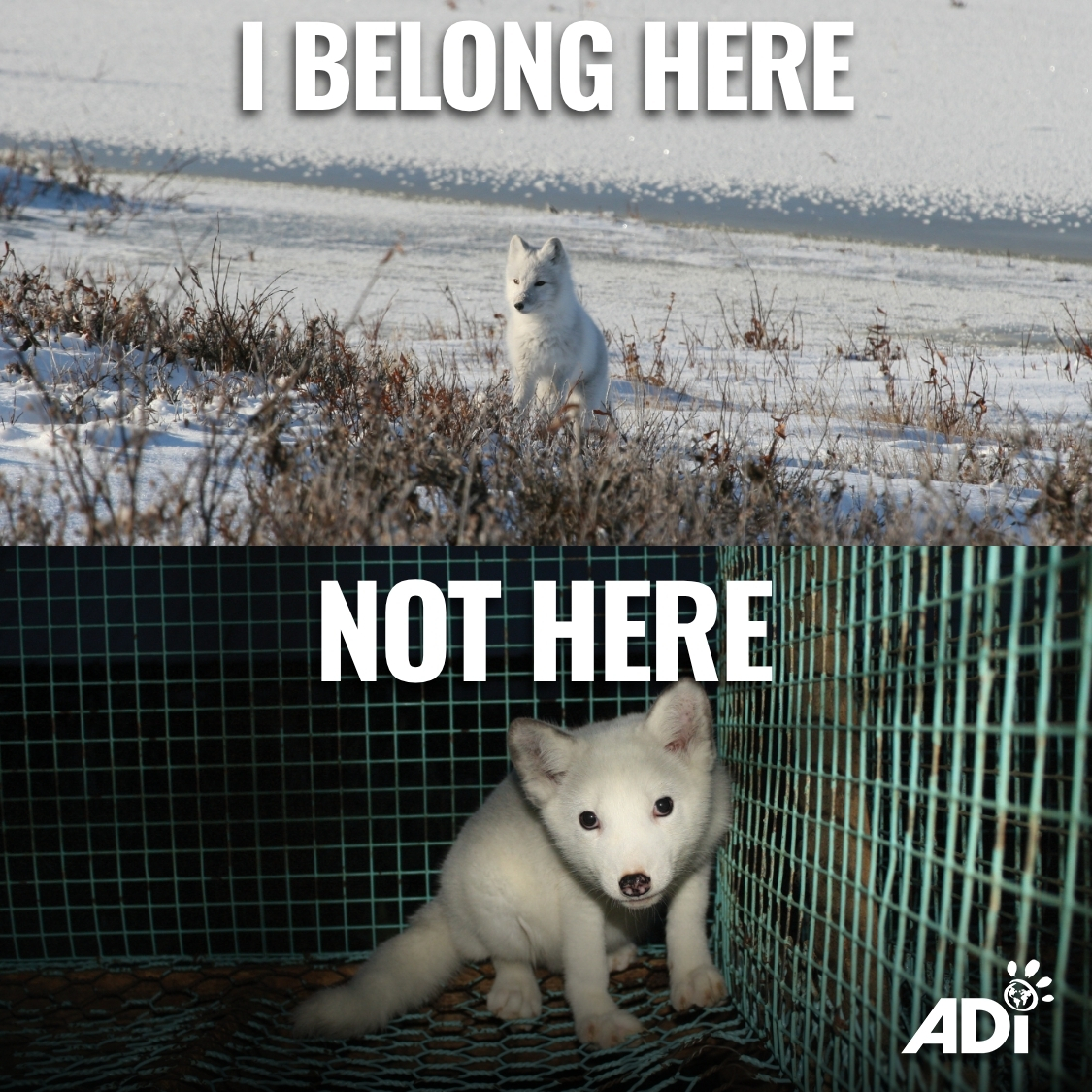 AnimalDefenders's tweet photo. #StopTheFurTrade #SayNoToFur #BanFur

🦊US: Urge your representatives to support fur bans👉 https://t.co/HkG6B4yQx3

🦊UK: Contact your MP today and ask them to support the Fur (Import and Sale) Bill👉 https://t.co/SpLNUVyzA3 https://t.co/is6NbThjEi