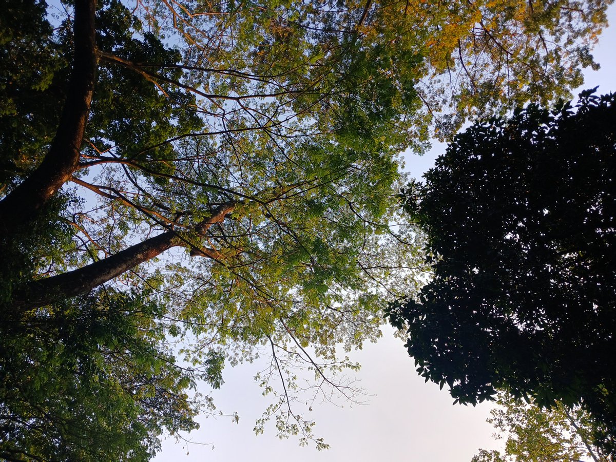 RevocIution's tweet photo. Kebanyakan #treeposting. https://t.co/E9tmvORVdX