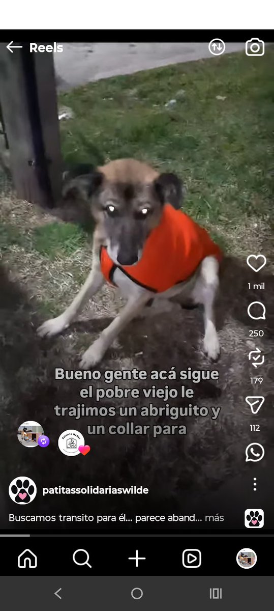 ALEXIANA777's tweet photo. Le pusieron un abriguito un collar y como nadie le dio transito lo dejaron abandonado #Wilde ....ahora no lo encuentran ....si vas hacer una publicacion retenelo !!!!!!!!!!! #patitaswilde😡😥💔 @soyleomontero @laurasa321368 @24conurbano @AmericaTV @Argentina @elcampito @OMFA_Ref https://t.co/UdgIkDARyP