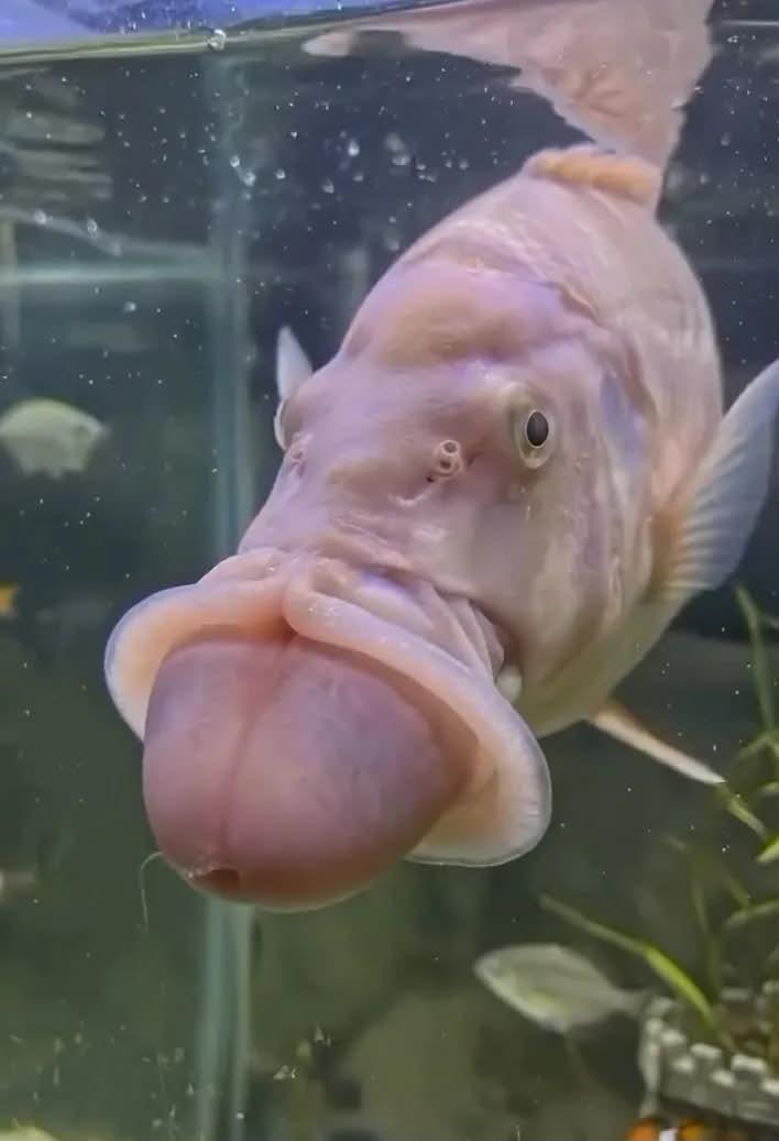 morennols's tweet photo. Que peixe é esse kkk����😂😂 https://t.co/jXLLYCu3GA