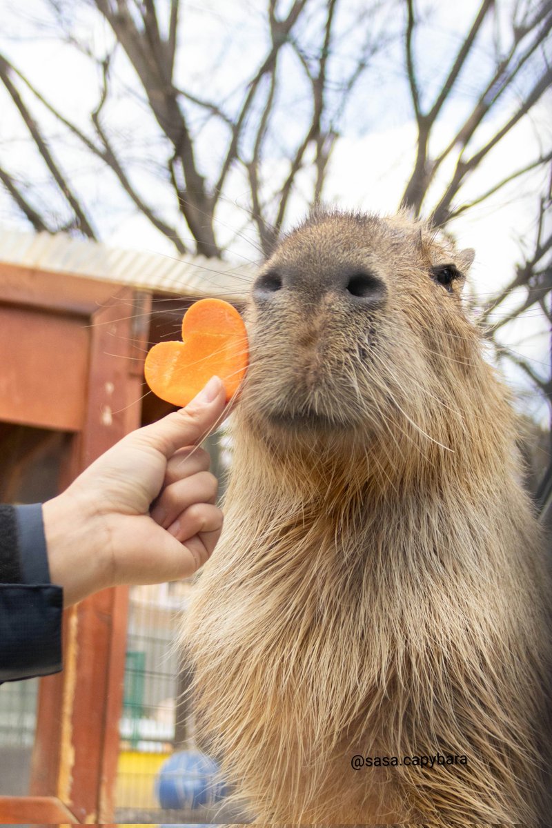 ice3kyoudai's tweet photo. 今日はカピバラ感謝の日！
全てのカピバラ達にありがとう✨️

#カピバラ
#capybara
#カピバラ感謝の日 https://t.co/4QNrHLQTaX