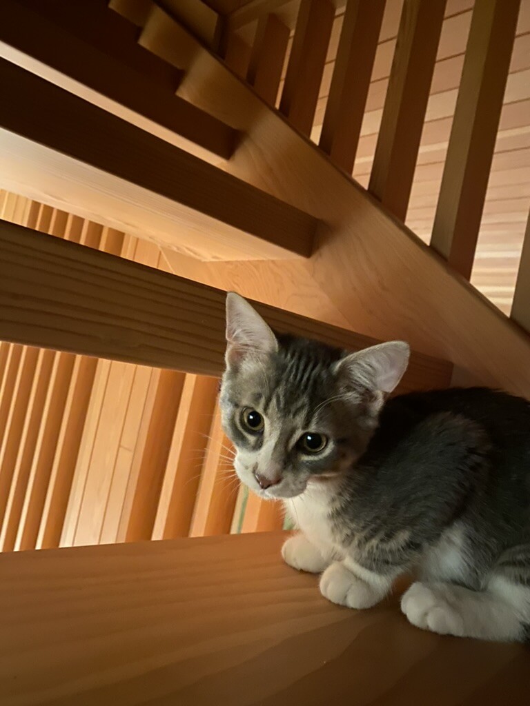 CarneyPurr67561's tweet photo. Happy #NationalKittenDay, Canada! 😸🇨🇦

Here's a new picture of me as a kitten! As you can see, I've been a climber since an early age. https://t.co/1wJtgO2f3g