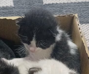 00_lele's tweet photo. Vopega mais um gatinho e to na luta, forças ícone, aff juro olha a cara desse desgraçadinho que saco https://t.co/AXjuFMXbUk
