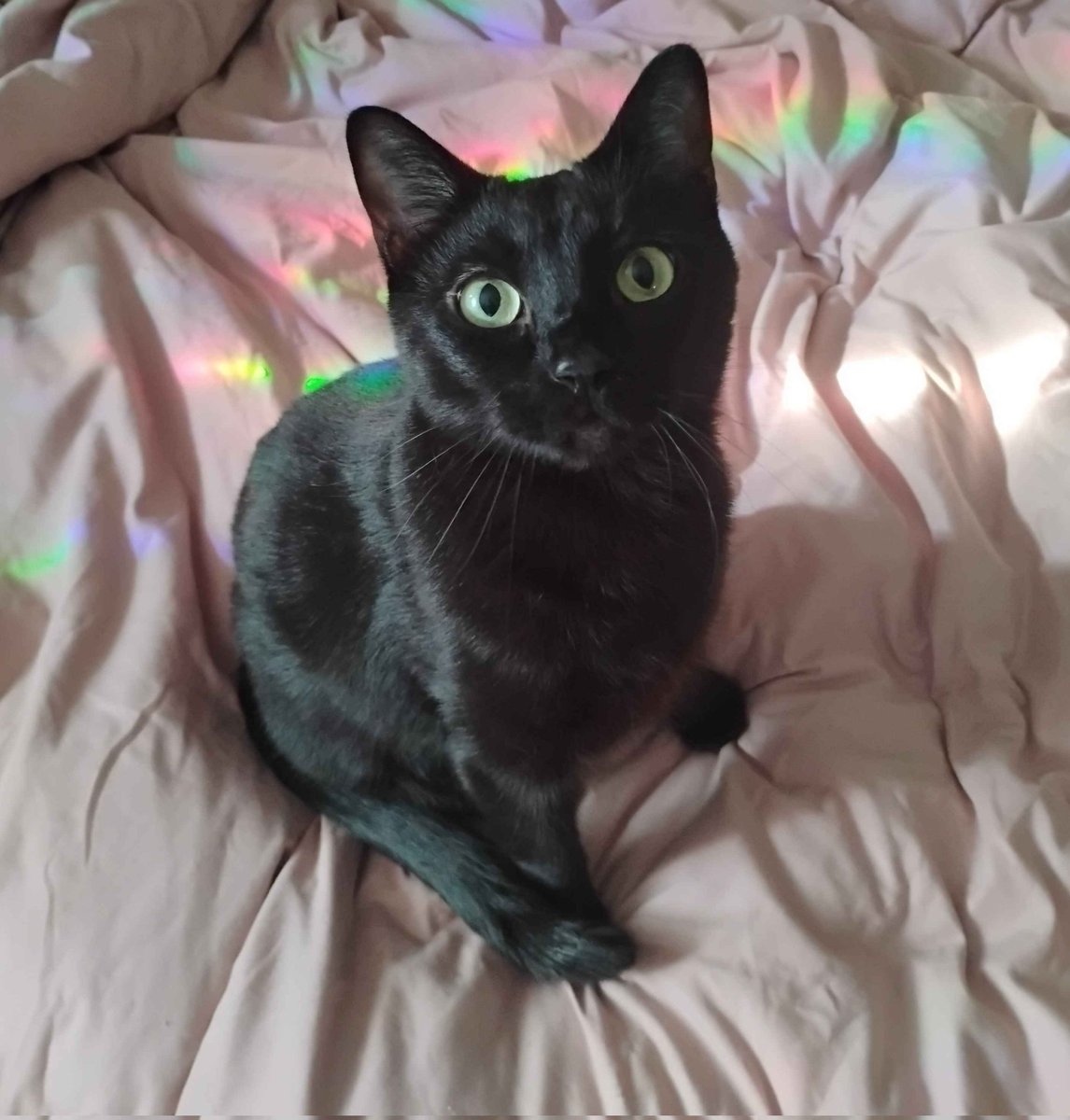 Catsillyness's tweet photo. 🐈‍⬛️🌈 https://t.co/UCvJcm9coy