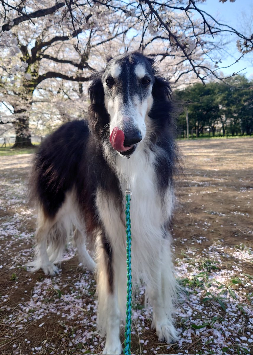 AS_LSRP's tweet photo. 真面目で賢くて、食いしん坊で、あざといくらいに可愛くて、大好きな愛犬シリウス
9歳8ヶ月10日でした
せめて10歳を迎えてほしかった…

いつまでも大好きだよ、しり https://t.co/HfHBeZRGWM