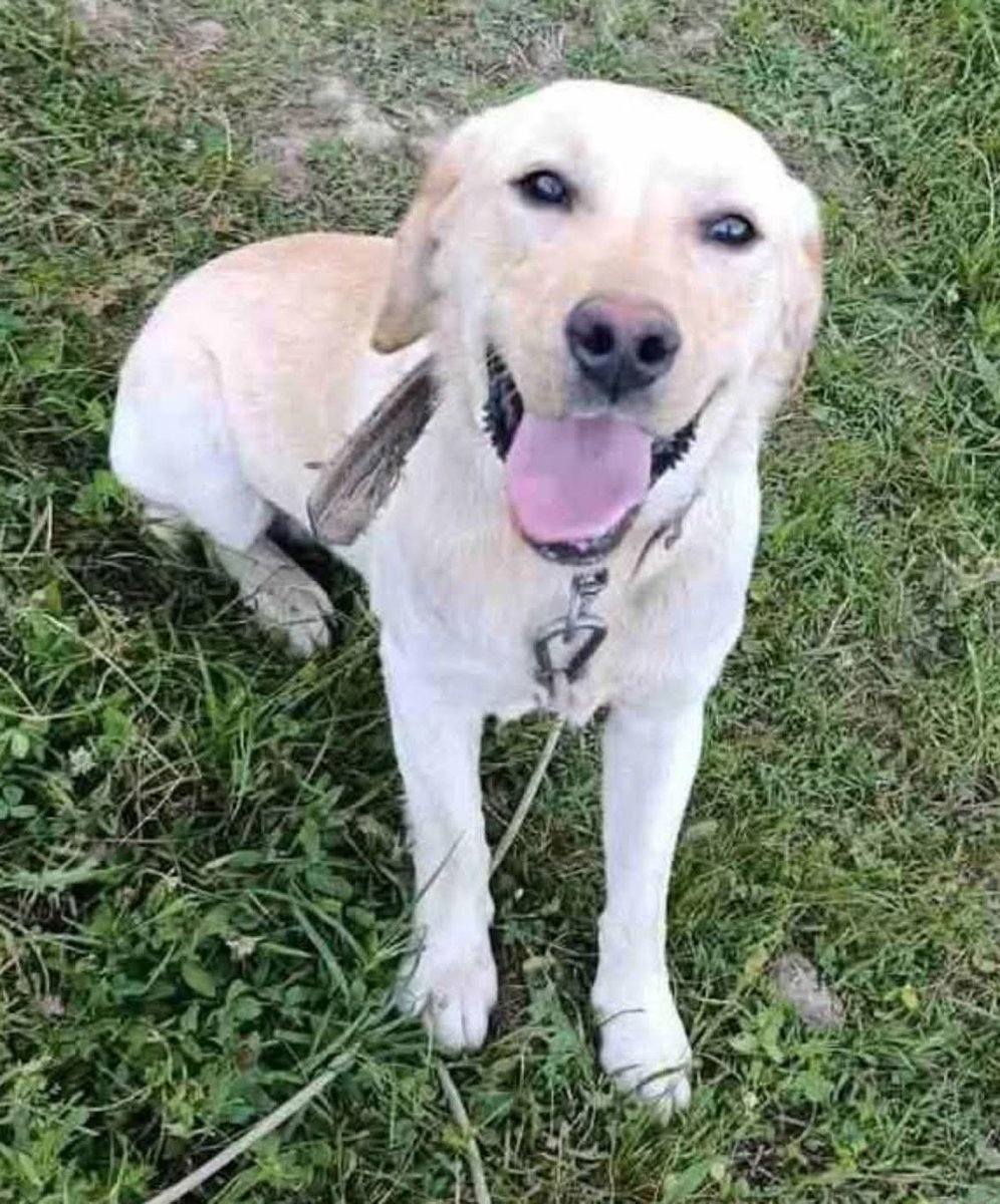 SCD_Rescue's tweet photo. ‼️Urgent appeal for help‼️

Our rescuer was contacted today about a poor dog just 1 year old whose owner no longer wants him and Monday will be dropped at the pound 💔💔

He isn’t neutered and having always been in a home will really struggle in the pound 💔

Our appeals are struggling to raise funds and with the situation with funds critical at the moment we have really had to slow down rescuing 💔💔

Please help us keep this boy out of the pound🤞🏻

If anyone can help please use Ref: BOY

Bank and PayPal Details

https://t.co/gE53Qnpqsm

Bank details:

Name: Second Chance Dog Rescue CIC
Account Number: 53479449
Sort Code: 608371

Thank you so much everyone, as always ❤️‍🩹