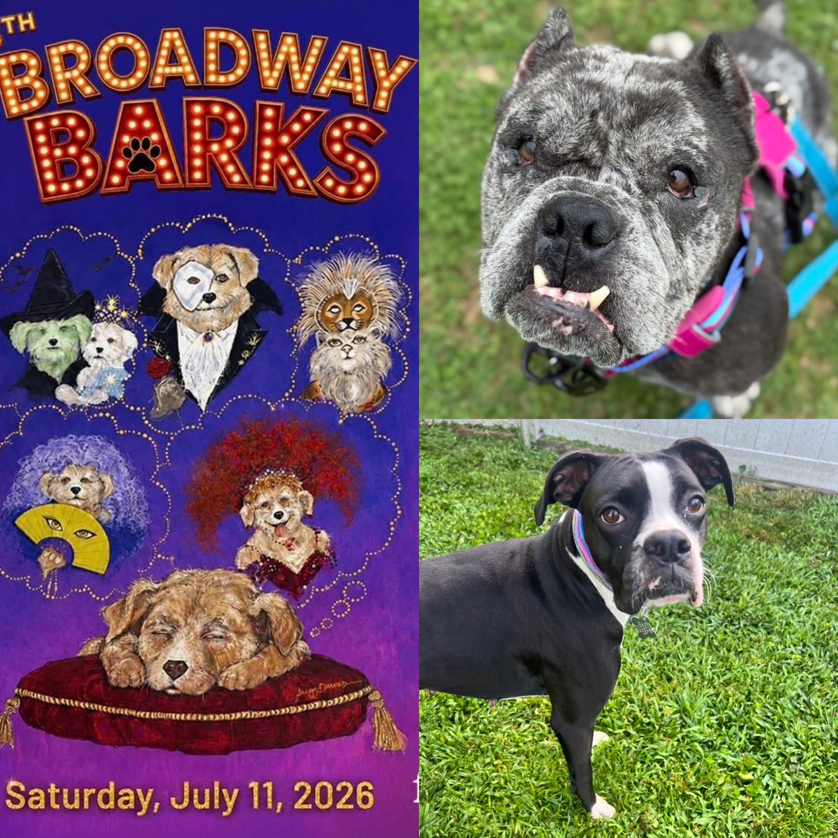 adopt_boxer's tweet photo. Happy weekend ! Come meet Wilma and Giselle and the volunteers of AABR in Shubert Theater Alley in #NYC for @BroadwayBarks #dogsofNYC #Rescuedogs #adoptaboxerrescue https://t.co/nV8bTLCFRr