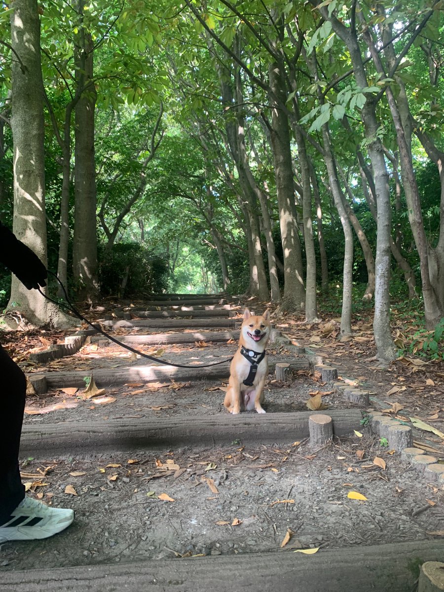 roku125shiba's tweet photo. 犬、満面の笑みで帰宅を拒否。

散歩続行をニンゲンに打診。 https://t.co/0RZ9sHFNzV