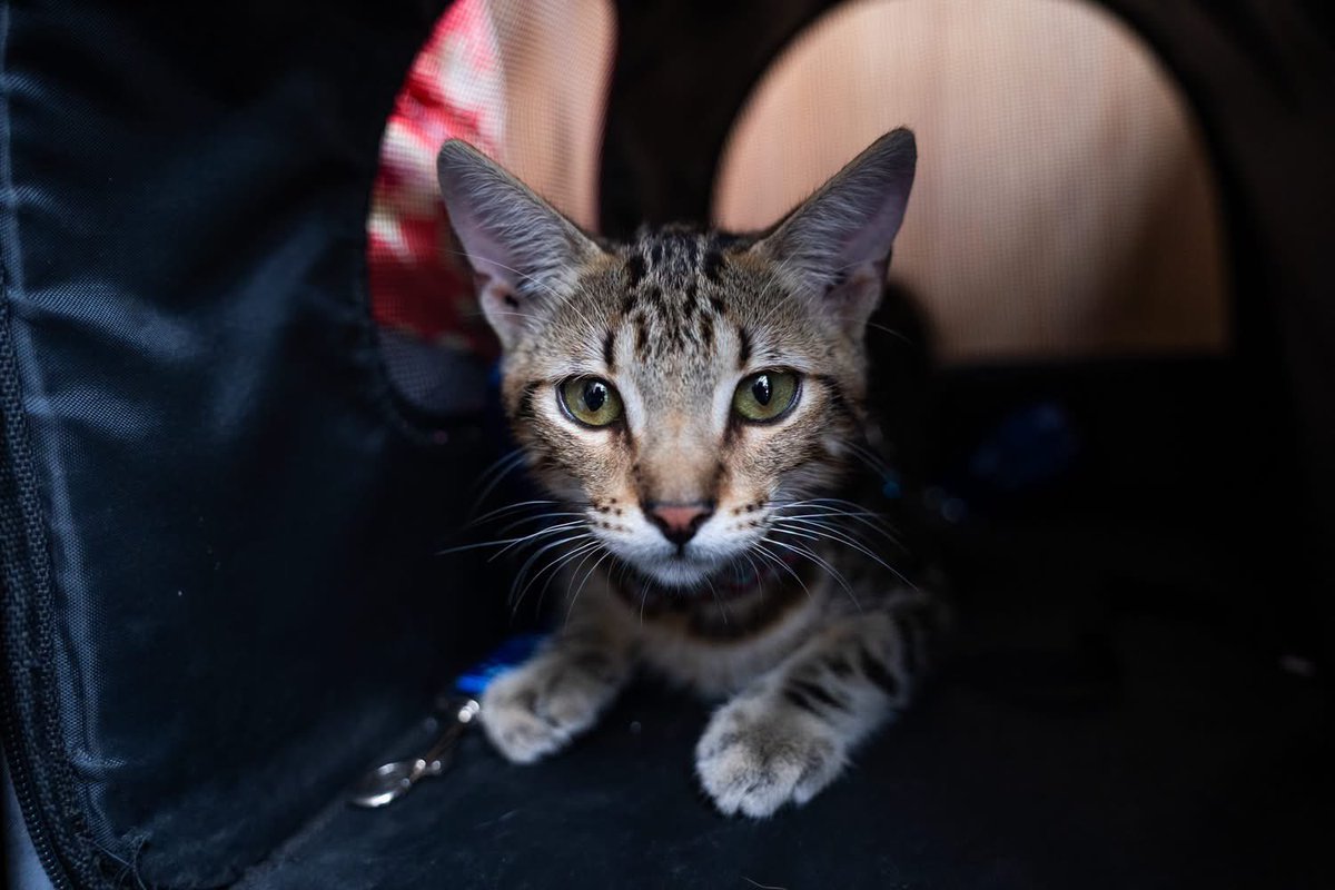 chivopets's tweet photo. Cada visita al veterinario es una oportunidad para cuidar su bienestar. 🐾💙

Las revisiones periódicas permiten detectar enfermedades a tiempo, prevenir complicaciones y contribuir a una mejor calidad de vida para las mascotas. 👨🏻‍⚕️👩🏻‍⚕️🩺

En Chivo Pets contamos con un equipo de profesionales comprometido con brindar atención veterinaria de calidad. ✅