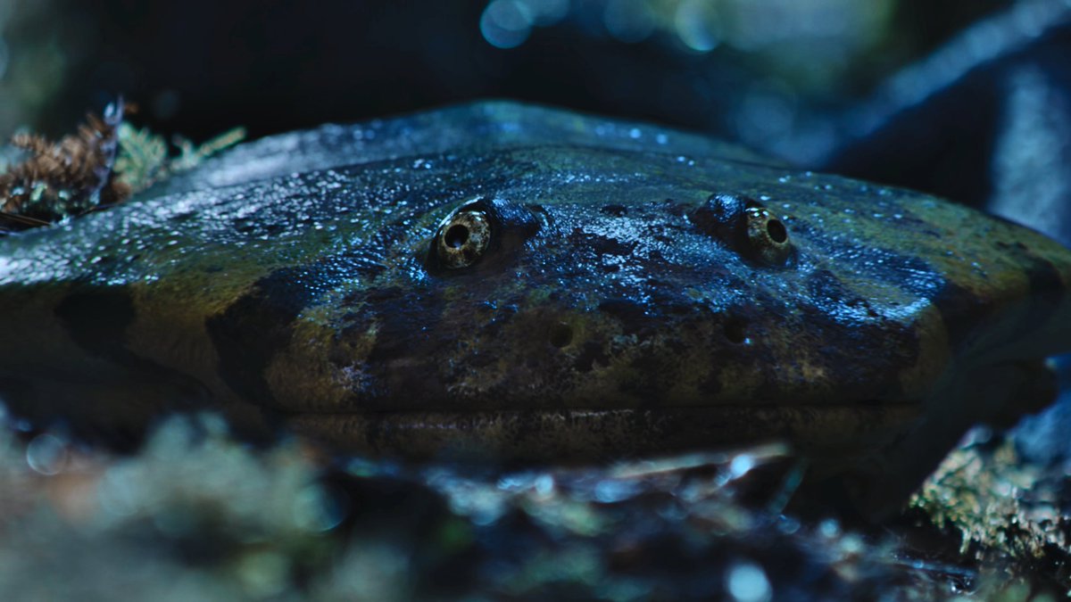 raftingzalmoxes's tweet photo. #SurvivingEarth E05.
A CSOTONYI-STYLE PALEOART MASTERPIECE.
Colours, models, compositions, practical FX, storytelling...
Issues are restricted to narration, either rooted in old scicomm simplifications or relate to complex socio-environmental issues, so no major penalty.
9.9/10. https://t.co/MW6gOtody3