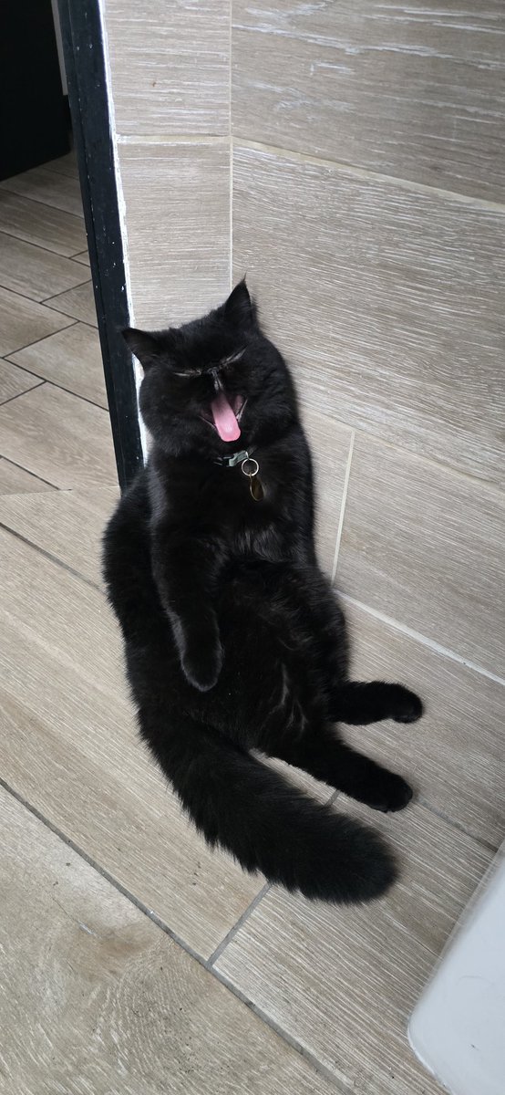 DulceDaz's tweet photo. No sabia que tanta gente amaba a los gatos, hasta que empecé a subir videos y fotos del mío 🤣🤣 https://t.co/yzcHlKZFHW