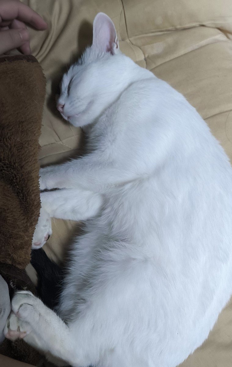 ajajaenoch's tweet photo. まじ彼女すぎる猫 https://t.co/I644eNvgy3