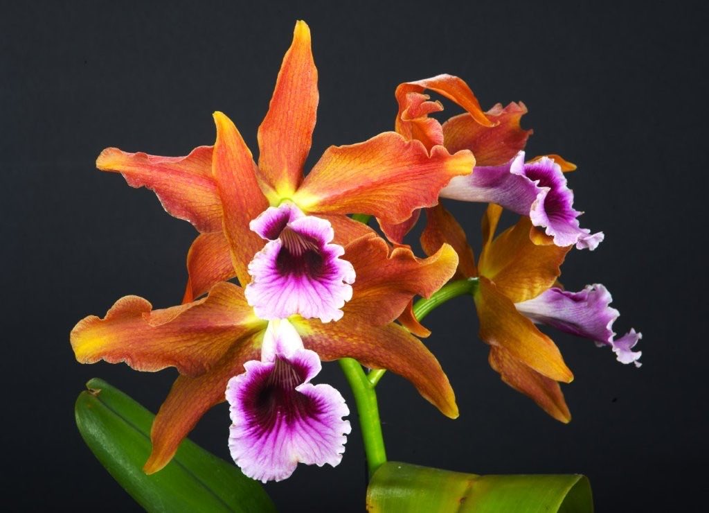 pask_steve's tweet photo. Native to Brazil, Cattleya teneborosa x sib. (Escura x Labelao). Grown by Mike Armstrong, flowering for the first time presenting five bronze/copper-tone flowers with a very dark, differentiated design lip. https://t.co/9ydaPC3DWx