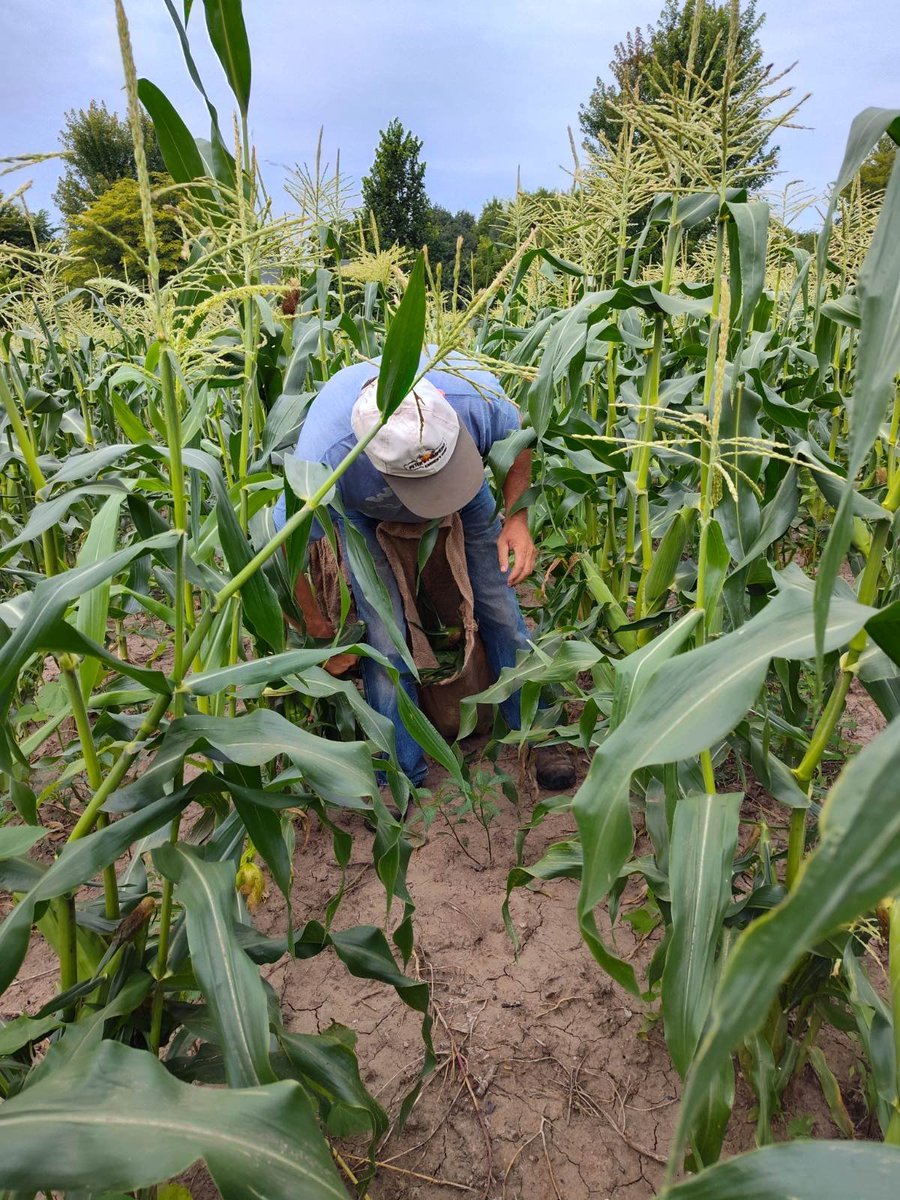 PetersPumpkins's tweet photo. The question we've been hearing all summer: 'When will the sweet corn be ready?" TOMORROW is the day!
Find us at our Roadside Stand in Shakopee or at one of our farmers markets. We can't wait to see you this weekend! Fresh from our farm to your table!
https://t.co/Ac175zRBFs https://t.co/5OvcvMry0q