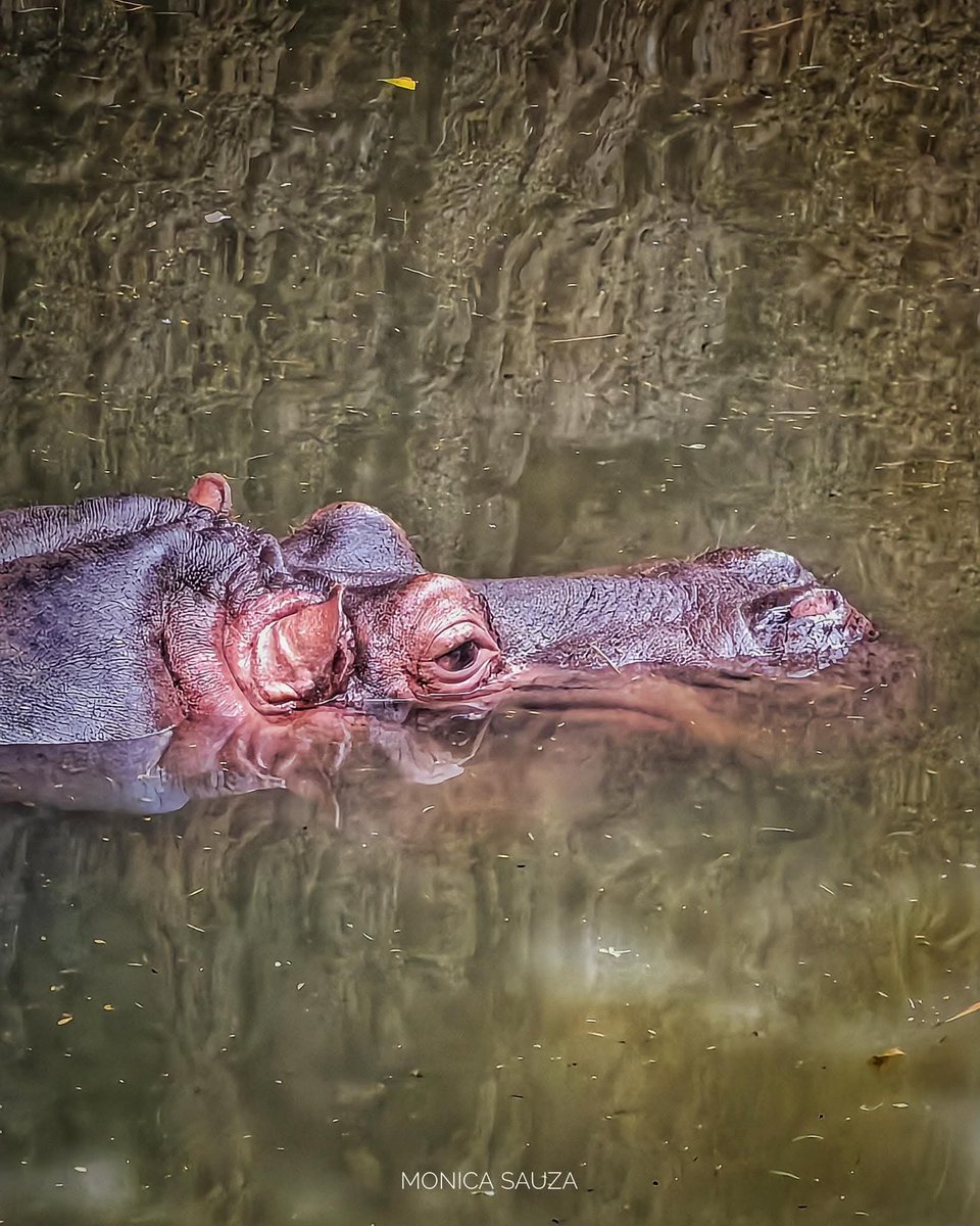 mosave_87's tweet photo. La mayor declaración de amor es la que no se hace; el hombre que siente mucho, habla poco.
Platón
📷 IG: monicasauza
#cdmx #zoologicodechapultepec #hipopotamo #NaturePhotography #bnwphotography https://t.co/Gr5gmcQr0a