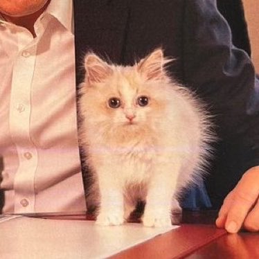 leftinista's tweet photo. so kind for pop base to dedicate a day to keir starmer’s electrocuted kitten https://t.co/zA3YChqdN5