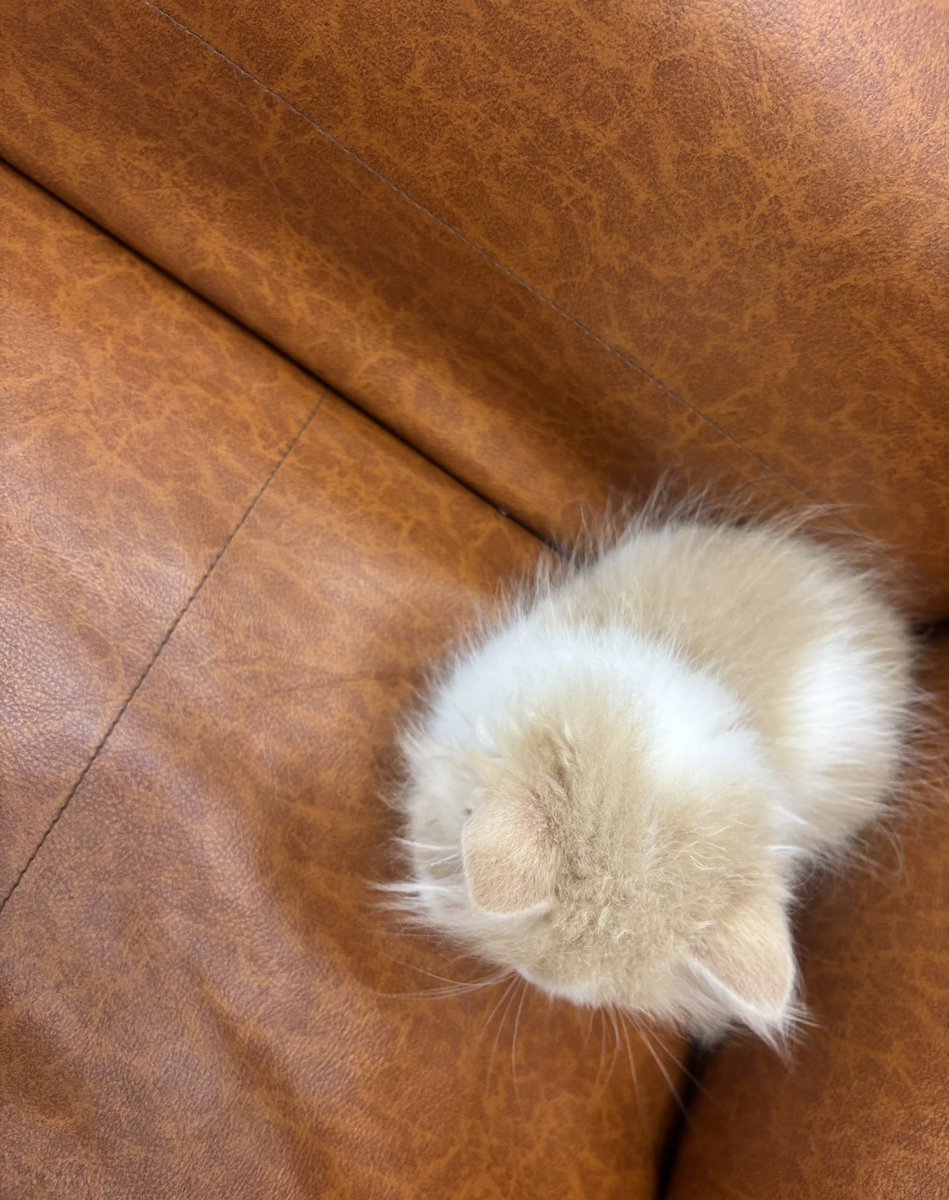 karenspaan14141's tweet photo. お疲れ様です˚ 🦢₊✧

昨日の
かわいいミヌエットの
赤ちゃん😍ᶫᵒᵛᵉ♡

かわいい💕

02(ゼロ2)
更新しました💕 https://t.co/RY7ml5Wosp