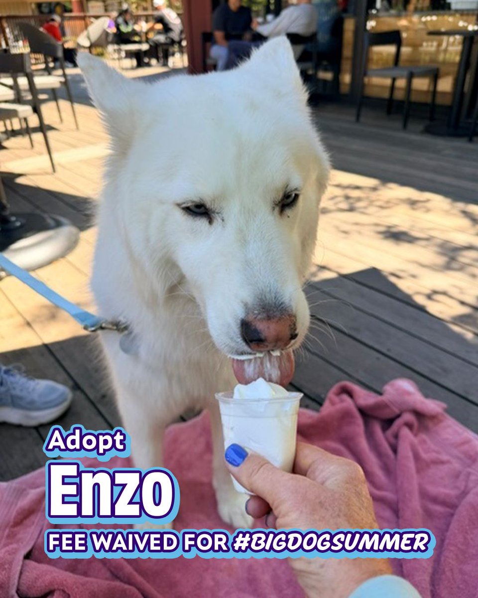 JoyboundTweets's tweet photo. It's Friday and adoption fees are waived for large dogs as part of Big Dog Summer! We have some incredible larger-than-life canines like Enzo who can't wait to meet you. Speaking of Enzo, check out how much fun he had at his "SleepRover" foster stay!
https://t.co/1E3u2arQRW https://t.co/zpDRtaz0y0