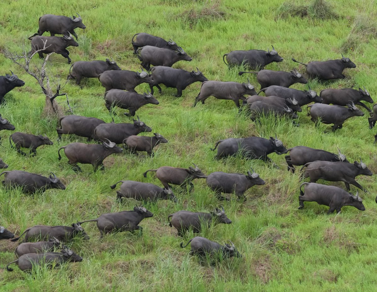 DOT_SSD's tweet photo. Some of the incredible wildlife found in the Boma–Badingilo Great Migration Landscape, home to the Great Nile Migration; the largest land mammal migration on Earth.

#ExploreSouthSudan 🇸🇸
@AfricanParks https://t.co/WlKh1q41yL