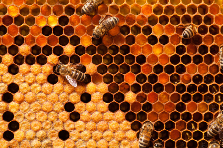 CreativeDeduct's tweet photo. One of the most dangerous ideas in politics is that good intentions create prosperous societies.

Bernard Mandeville, in one of the most scandalous and important books in intellectual history, argued almost exactly the opposite.

In his 1714 book The Fable of the Bees: or, Private Vices, Public Benefits, Bernard Mandeville told the story of a prosperous beehive where every bee was driven by vanity, greed, luxury and self-interest. The hive flourished with industry, trade, innovation and wealth precisely because of these private vices. Then, one day, the bees suddenly became virtuous and frugal. Demand collapsed, workers lost their jobs, and the once-thriving society descended into poverty and stagnation.

Mandeville’s provocative thesis was that what was often thought of as private vices often produce public benefits. Self-interested behaviour - when channelled through markets - creates far more prosperity and social cooperation than deliberate attempts at collective virtue or moral perfection.

This insight was revolutionary. It showed that the pursuit of personal gain does not lead to chaos, but to order and abundance. People working to satisfy their own desires end up producing goods and services that benefit others. Greed for profit drives innovation. Vanity fuels demand for quality and beauty. Self-interest, not altruism, powers the division of labour and economic progress.

Adam Smith would later refine this idea into the famous “invisible hand”. But Mandeville stated the uncomfortable truth more boldly: a society that tries to suppress self-interest in the name of virtue usually ends up poorer and less civilised.

The Fable of the Bees is a powerful defence of commercial society which reminds us that what left-wing moralists condemn as vice is frequently the engine of human flourishing.