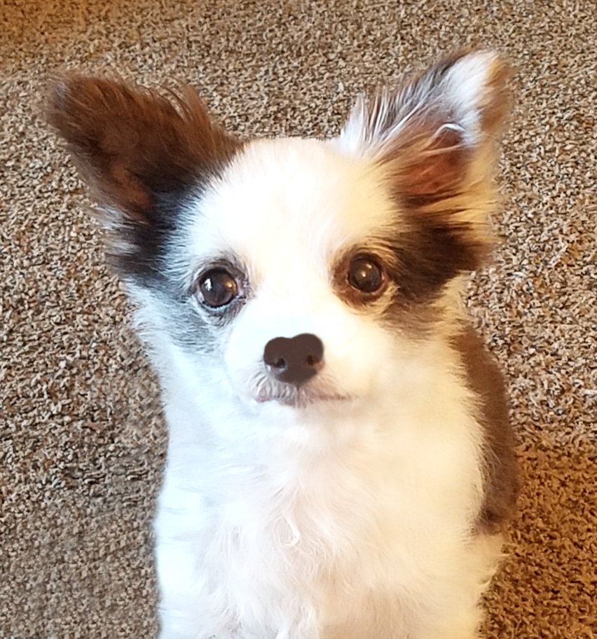 Charlie Boo 💙🐶 tweet media