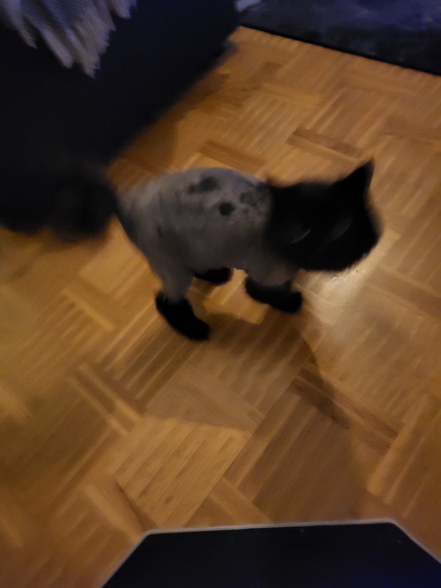 KiSuukko's tweet photo. @scum_art This is Teddi. On this day some years ago I had shaved him. He was shook. https://t.co/6HG8JTt4o8