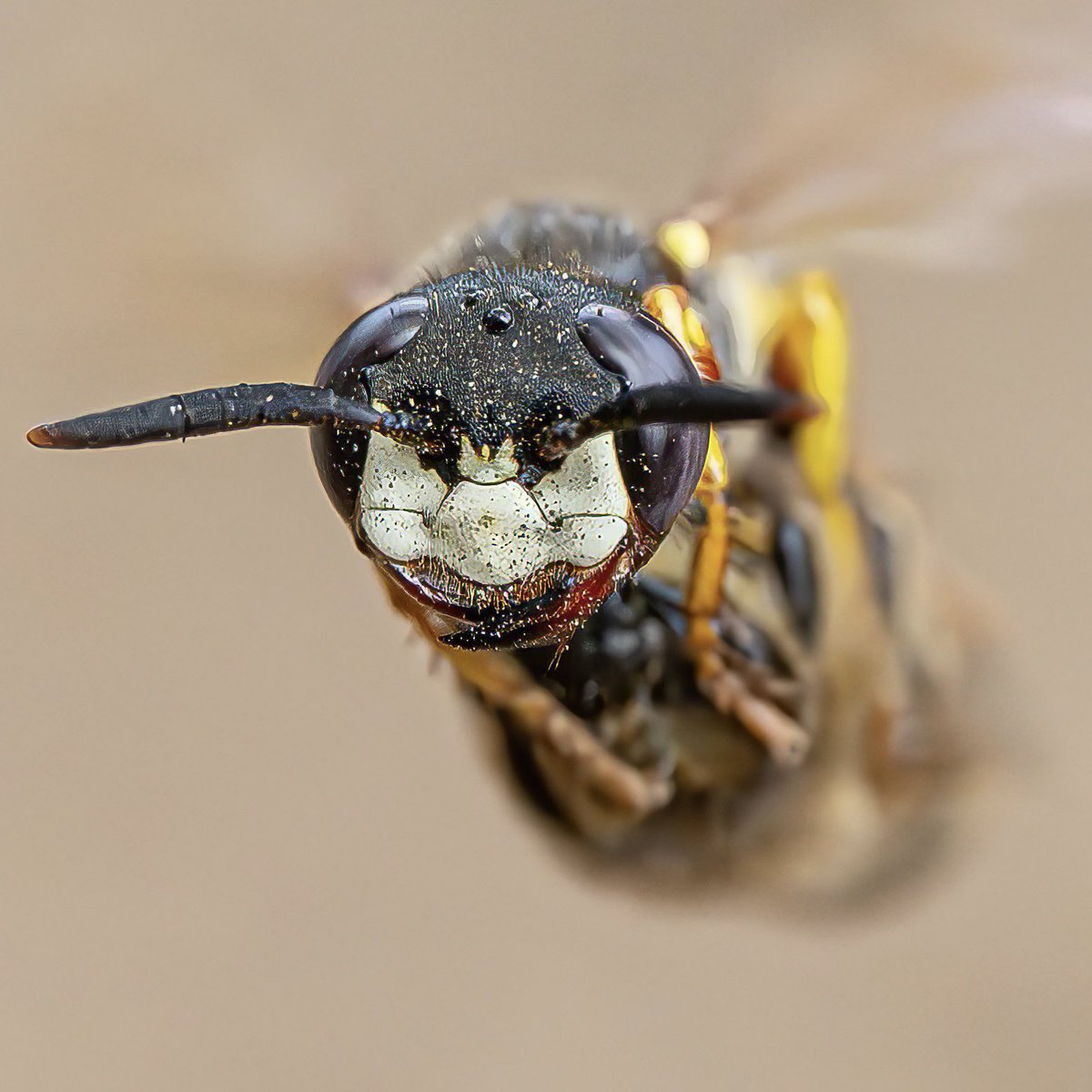 macro_action's tweet photo. Heads up!
Beewolf wasp in flight carrying a bee head shot
@nikon.uk Z9 and Z105mm macro lens
SS1/2500 F8 ISO6400 Natural light handheld
#beewolf #honeybee #macro #bif #wasp https://t.co/u0B4mita9V